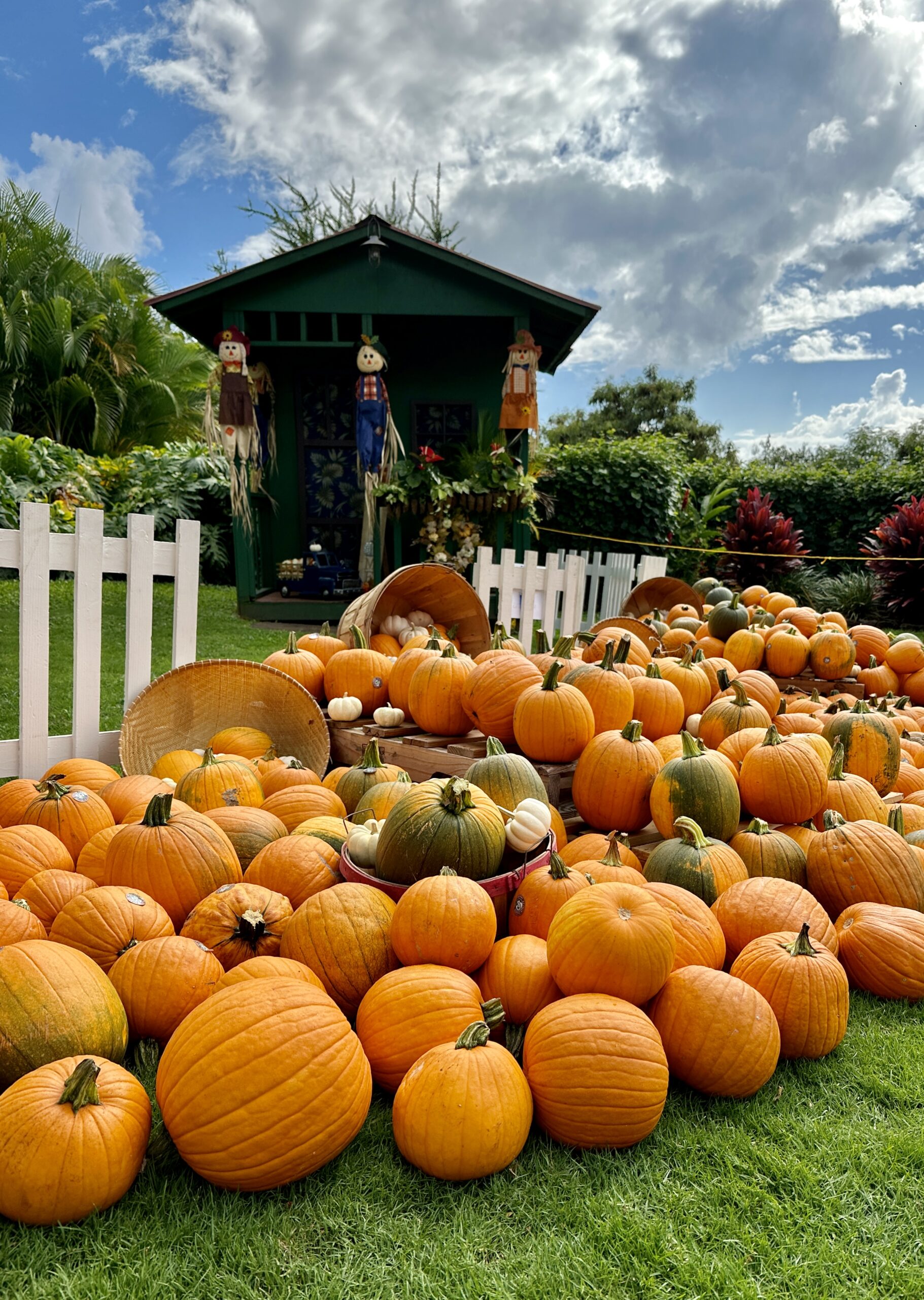 pumpkingiveaway