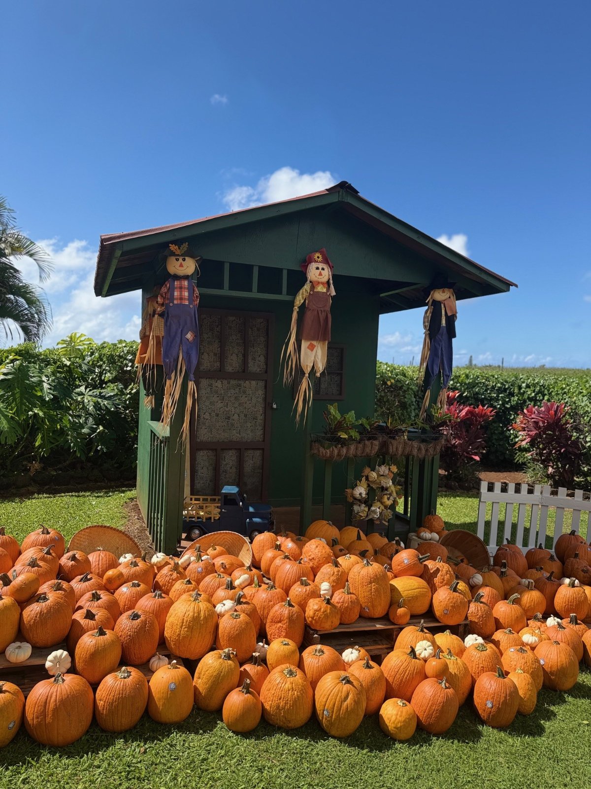 Pumpkins piled in front of a green cottage decorated with scarecrows